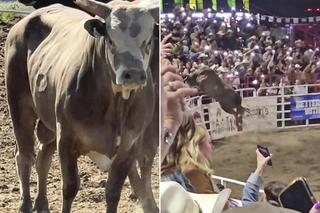 Horror w czasie rodeo. Rozszalały byk staranował tłum. 5 osób rannych. Wstrząsające nagranie