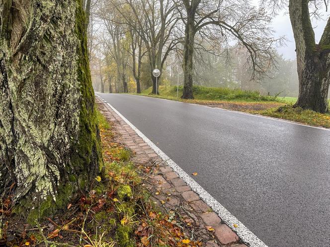 Pancerny Zbyszek" miał furę szczęścia. "Przysnąłem i palnąłem w drzewo"