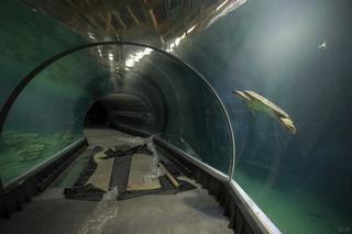 Afrykarium we wrocławskim ZOO: podwodny tunel