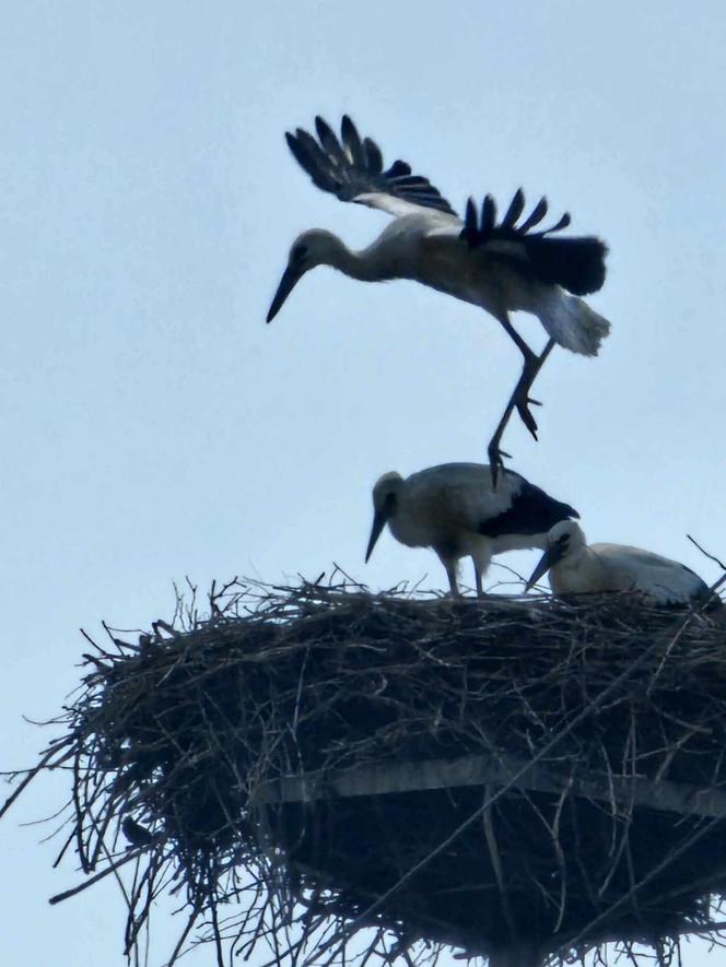 Bociany nietypowe zagrożenie na drodze.