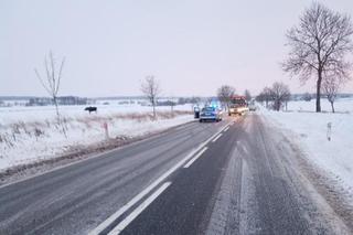 Połęcze. Łoś stał na drodze i lizał sól. Nie można było go przepędzić z jezdni [ZDJĘCIA]