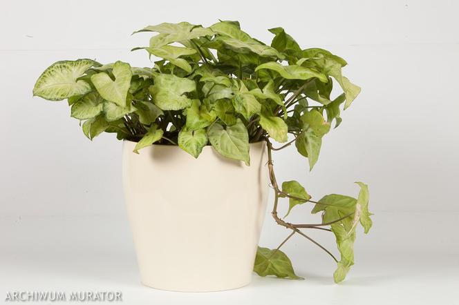 Syngonium