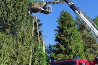 Bocianie pisklę znów w gnieździe [GALERIA]