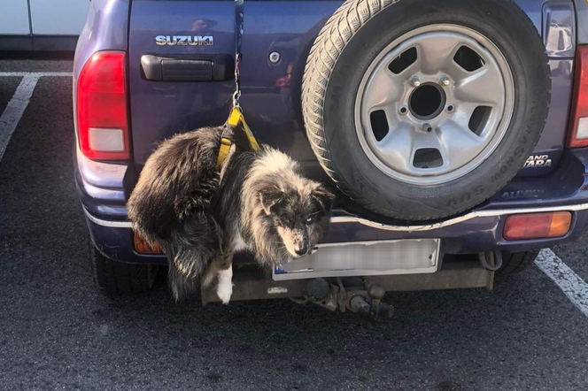 Pies zawisł na parkingu koło Sarniego Stoku