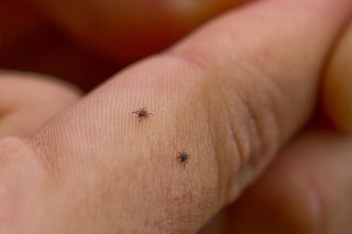 Eksperci ujawniają, jak unikają kleszczy. Tych 6 rzeczy nigdy nie robią na dworze