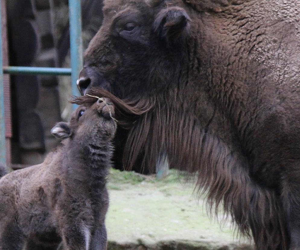 Niesamowite narodziny w gdańskim zoo. Te zdjęcia są przesłodkie! 