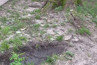 Urządzili sobie tor przeszkód w zabytkowym parku