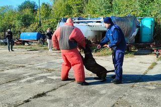 Ćwiczenia służb nad Zalewem Sulejowskim. Psy to nie tylko przyjaciele, ale też nieocenieni pomocnicy w najtrudniejszych sytuacjach
