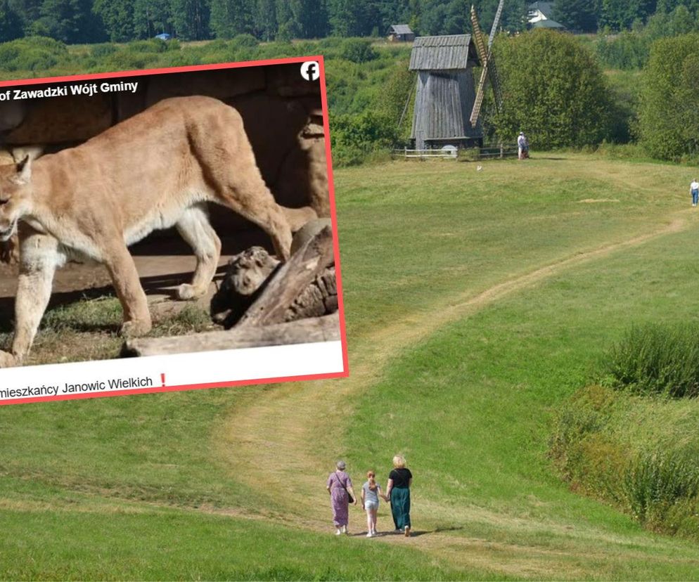 Zwierzę podobne do pumy pod Jelenią Górą. Nowy komunikat 
