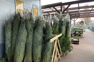 Choinki w Szczecinie