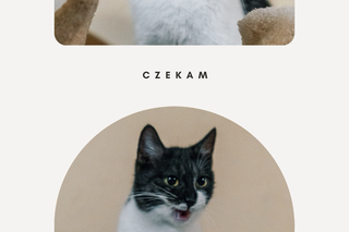 Piękna kotka z Wielkopolski szuka kochającego domu! Można by ją chwalić pół dnia i pół nocy [ZDJĘCIA]