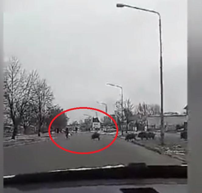Dziki zaatakowały mężczyznę w centrum miasta. Musiał uciekać przed rozjuszonym stadem [ZDJĘCIA, WIDEO]