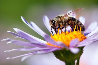 Pszczoły i NIEZWYKŁY OPATRUNEK śląskich naukowców. Będzie PRZEBOJEM?