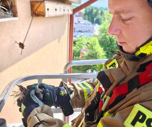 Strażacy uratowali jerzyka