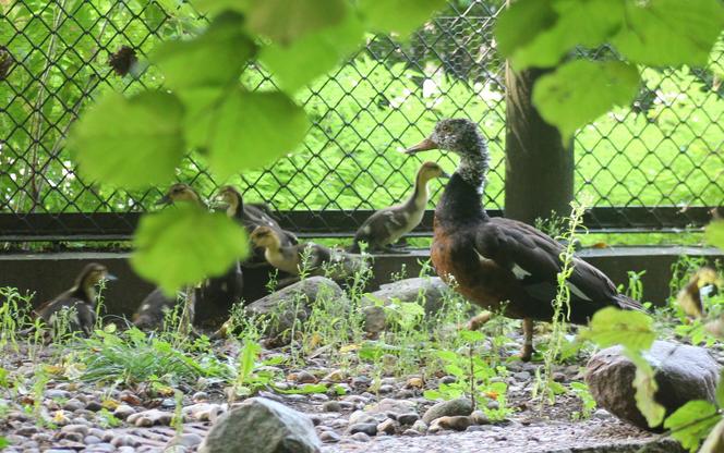 Niesamowite narodziny w warszawskim ZOO. Ten gatunek kaczki znika ze świata 