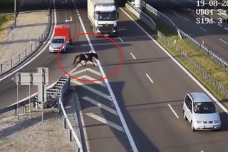 Koń bez jeźdźca wbiegł na S19 na węźle Lublin Szerokie. Mamy wideo!
