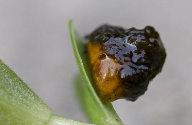 Poskrzypka liliowa