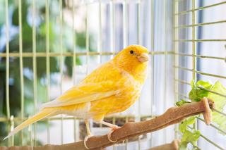 Kanarek w domu