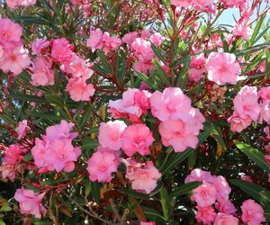 Oleander