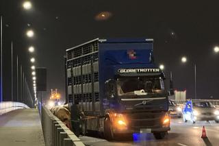 Byki brykają na moście w Warszawie! Wypadły z ciężarówki.