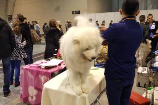 EXPO SILESIA DOG SHOW 2017