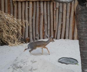 We wrocławskim zoo urodził się kolejny dikdik. Zobaczcie, jaki jest słodki! [ZDJĘCIA]