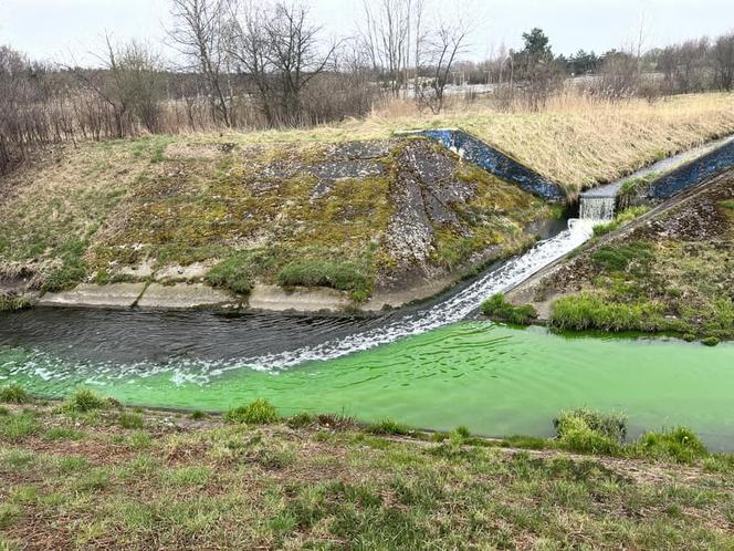 Rzeka Mleczna w Katowicach zmieniła kolor na jaskrawozielony