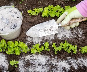 Nawożenie popiołem