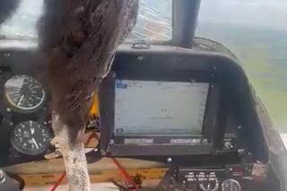 Potężny kondor wbił się w samolot. Przerażające nagranie w sieci