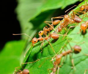 Naturalne sposoby na pozbycie się mrówek z ogrodu: Skuteczne i ekologiczne metody