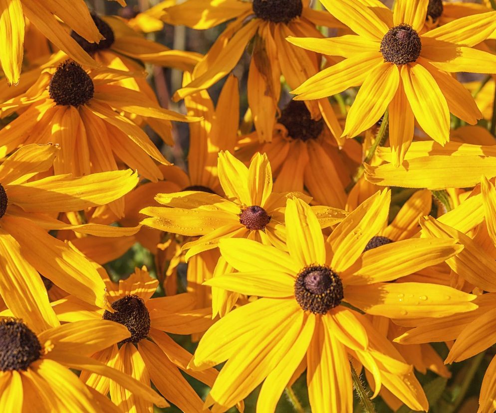 Rudbekia błyskotliwa - ogrodowa bylina z rodziny astrowatych