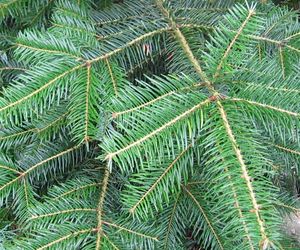 Jodła pospolita - Abies alba