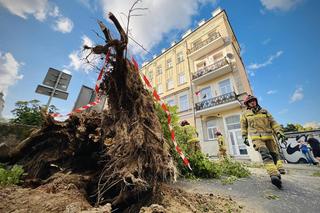 Wiatr powalił drzewo na ul. Bernardyńską! ZDJĘCIA