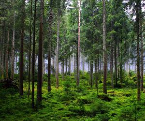 Lasy Państwowe kupują tereny w regionie tarnowskim. Działki są nabywane od prywatnych właścicieli