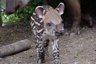 W poznańskim zoo urodził się mały tapir [ZDJĘCIA]