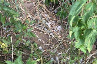 Kura wymknęła się lisowi