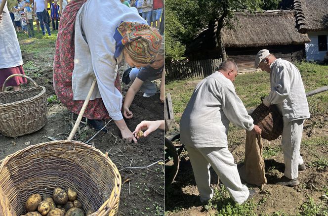 Tradycyjne wykopki w Muzeum Wsi Lubelskiej. Tak kiedyś zbierano ziemniaki