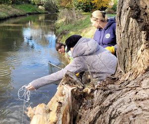 Nutrie w Rybniku są już odławiane