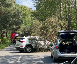 Drzewo spadło na auto na Helu