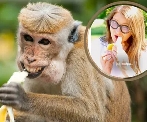 „Nie jak małpa”! Irena Kamińska-Radomska uczy, jak jeść banany