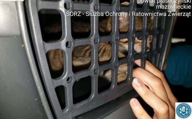 Wyrzuciła kota do kontenera na śmieci 