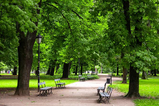 Ogród Saski w Warszawie – zielona alejka parkowa