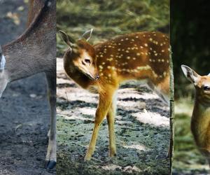 Jelonki Sika z warszawskiego ZOO