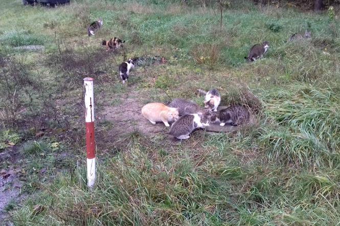 Aż 11 kotów żyje w lesie. Animalsi z Bydgoszczy apelują o pomoc! 