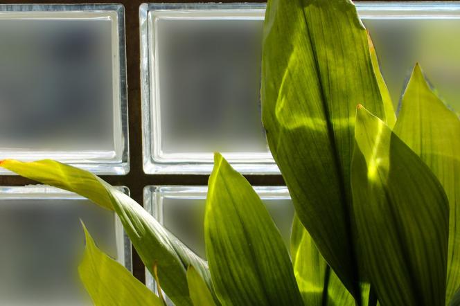 Aspidistra