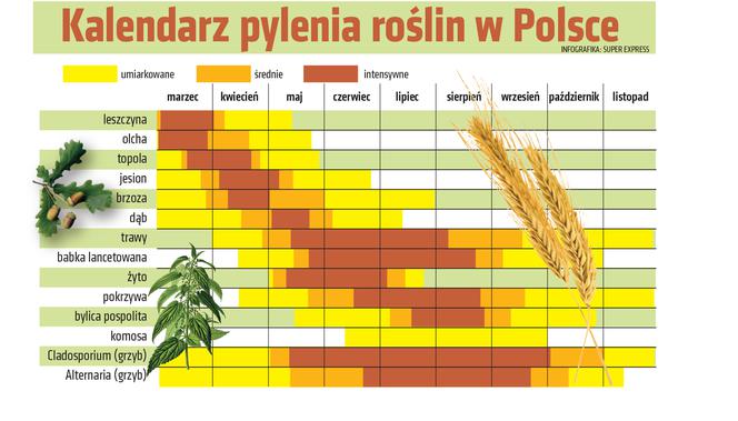 Kalendarz pylenia. ABC alergika