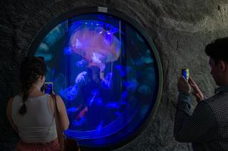 Meduzy zamieszkały w Orientarium
