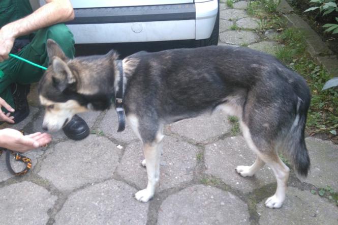 Pies odnaleziony w opuszczonym mieszkaniu przy ul. Chociszewskiego.