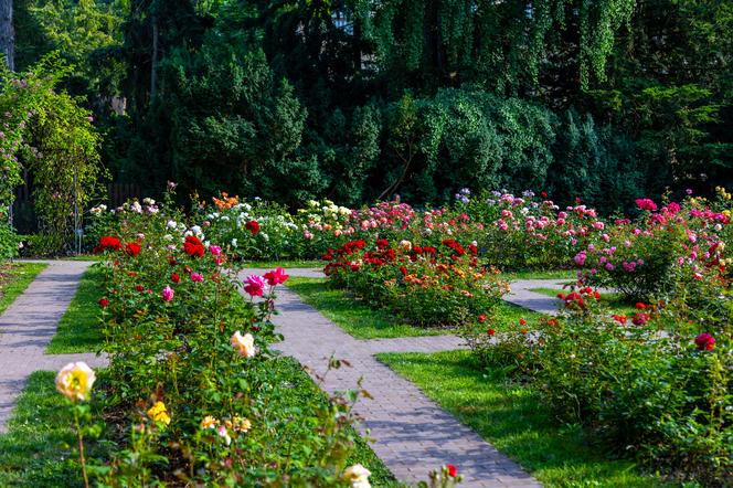 7 najładniejszych ogrodów botanicznych w Polsce. Kiedy je odwiedzić i gdzie są?