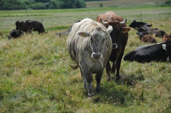Krowa w paski w gospodarstwie pod Szczecinkiem